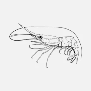 Madagascar Nylon Shrimp Heterocarpus Dorsalis Vector