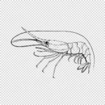 Madagascar Nylon Shrimp Heterocarpus Dorsalis Vector