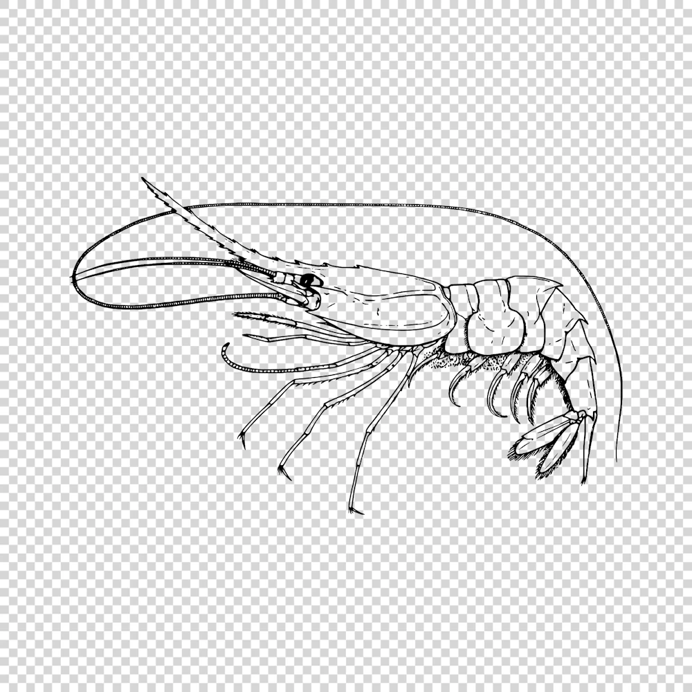 Madagascar Nylon Shrimp Heterocarpus Dorsalis Vector