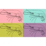 Madagascar Nylon Shrimp Heterocarpus Dorsalis Vector