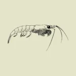 Northern Krill Shrimp Style Crustacean Vector