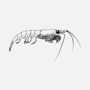 Northern Krill Shrimp Style Crustacean Vector