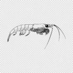 Northern Krill Shrimp Style Crustacean Vector