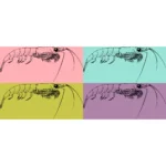 Northern Krill Shrimp Style Crustacean Vector