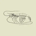 Shrimp or Prawn Plesiopenaeus Coruscans Vector