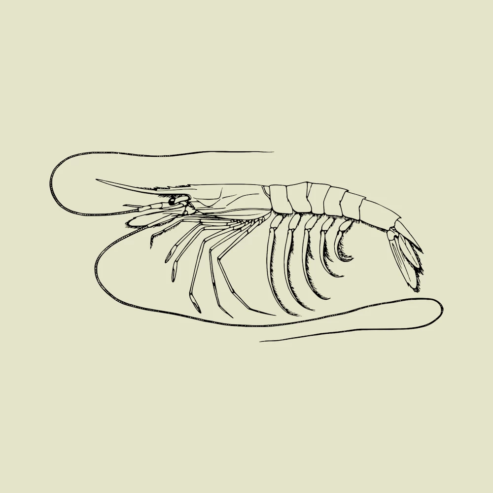 Shrimp or Prawn Plesiopenaeus Coruscans Vector