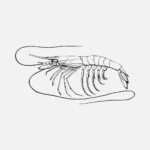 Shrimp or Prawn Plesiopenaeus Coruscans Vector