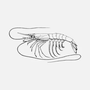 Shrimp or Prawn Plesiopenaeus Coruscans Vector