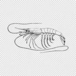 Shrimp or Prawn Plesiopenaeus Coruscans Vector