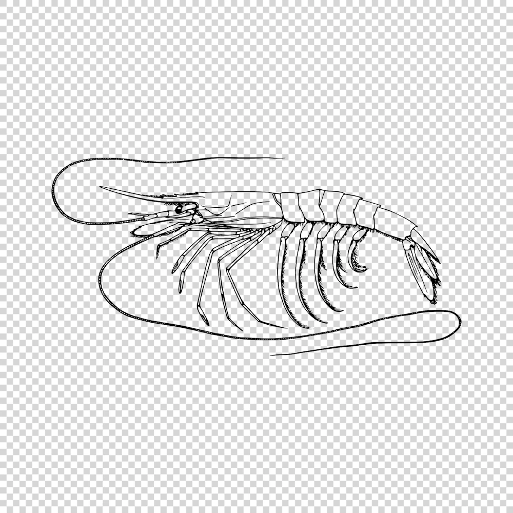 Shrimp or Prawn Plesiopenaeus Coruscans Vector