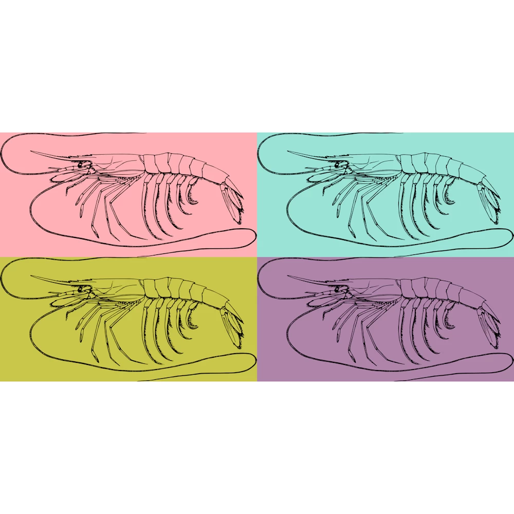 Shrimp or Prawn Plesiopenaeus Coruscans Vector