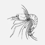 Shrimp Psathyrocaris Fragilis Vector