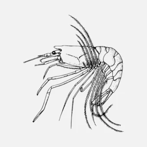 Shrimp Psathyrocaris Fragilis Vector