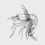 Shrimp Psathyrocaris Fragilis Vector