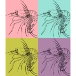 Shrimp Psathyrocaris Fragilis Vector