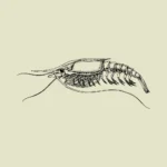 Shrimp Style Crustacean Vector