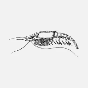 Shrimp Style Crustacean Vector