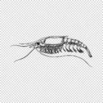 Shrimp Style Crustacean Vector