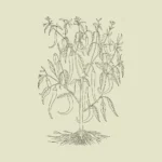 Long Indian Pepper Vector