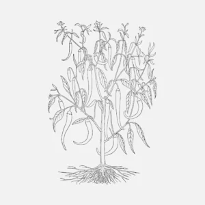 Long Indian Pepper Vector