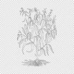 Long Indian Pepper Vector
