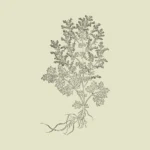 Mugwort Artemisia Vulgaris Vector
