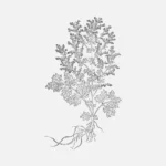 Mugwort Artemisia Vulgaris Vector