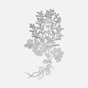 Mugwort Artemisia Vulgaris Vector
