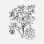 Virginia Potato Vector