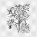 Virginia Potato Vector