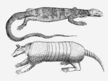 Lizard and Armadillo Reptile Animal Vector