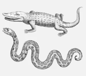 Crocodile and Snake Reptiles Vector