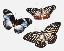 Blue Diadem, Hestina Nama and Yellow Kaiser Butterflies