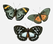 Magnificent Forester, Edwards’ Forester and Common Forest Queen Butterflies