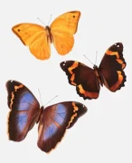 Butterflies: ‘Opsiphanes Boisduvallii’, ‘O. Sallei’ and ‘O. Reevesii’
