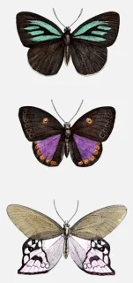 Butterflies: ‘Eumenia Coxea’, ‘Eurybia Nicaus’ and ‘Satyrus Lena’