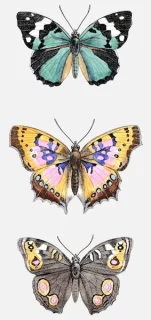 Butterflies: ‘Vanessa Sophronia’, ‘V. Cloantha’ and ‘V. Orthosia’