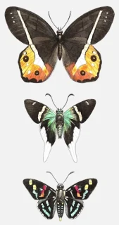 Butterflies: ‘Satyrus Neveis’, ‘S. Orion’ and ‘Lesperia Versicolor’