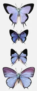 Butterflies: ‘Polyommattus Marsysus’, ‘P. Narbal’, ‘P. Longinus’ and ‘P. Helus’
