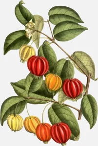 Surinam Cherry